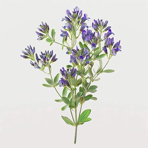 1500 Alfalfa Seeds (Medicago sativa) - SemiSauvage Permaculture