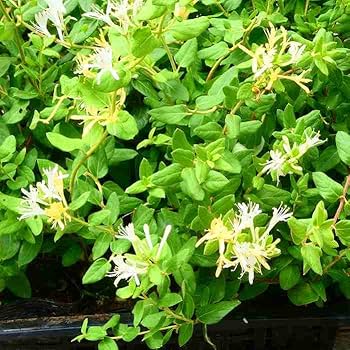 甘い香り☆美しいお花 ☆ハニーサックル 【スイカズラ 】 ピンク