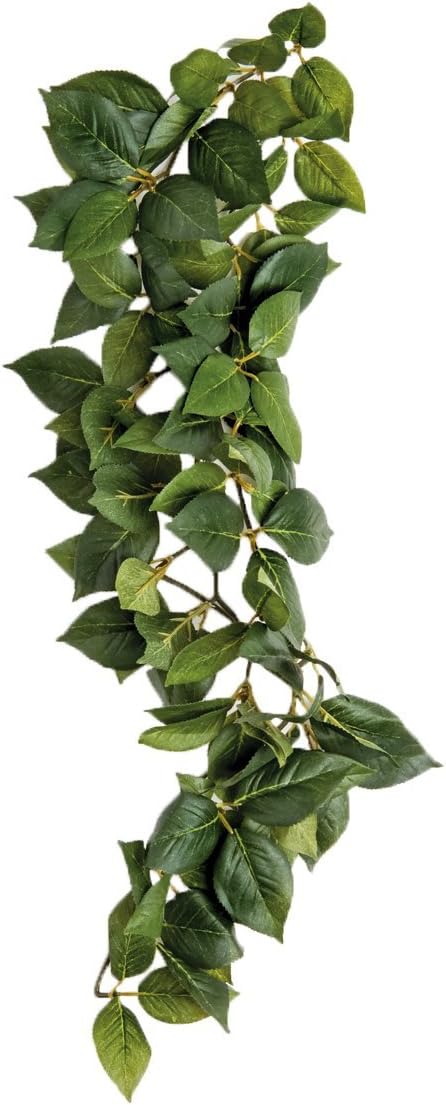 Komodo Sumatra Hanging Vine