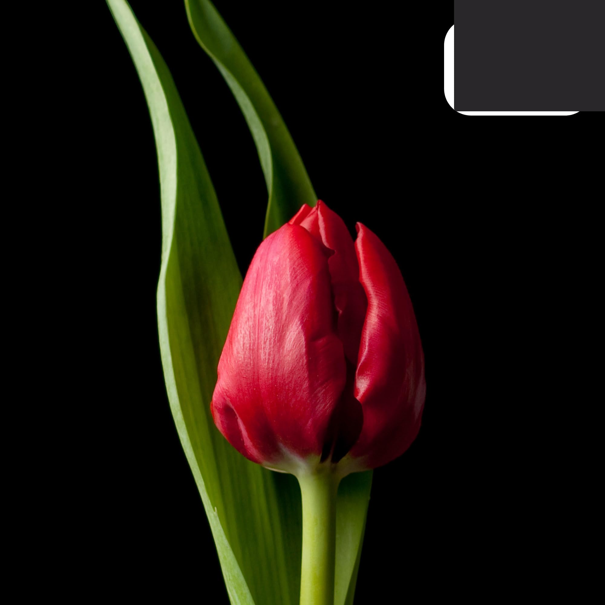 Bulbos de tulipán 'Ile de France' | 20 Piezas | Tulipán Rojo Profundo - 30-50cm - Ø5cm - bulbo de flor - Planta de jardín