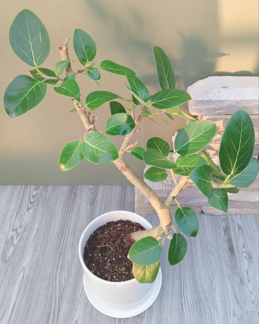 迷彩柄植物 ラブリーハート 斑入 可愛いハートの葉 迷彩柄植物 ラブリーハート 斑入 可愛いハートの葉 観葉植物