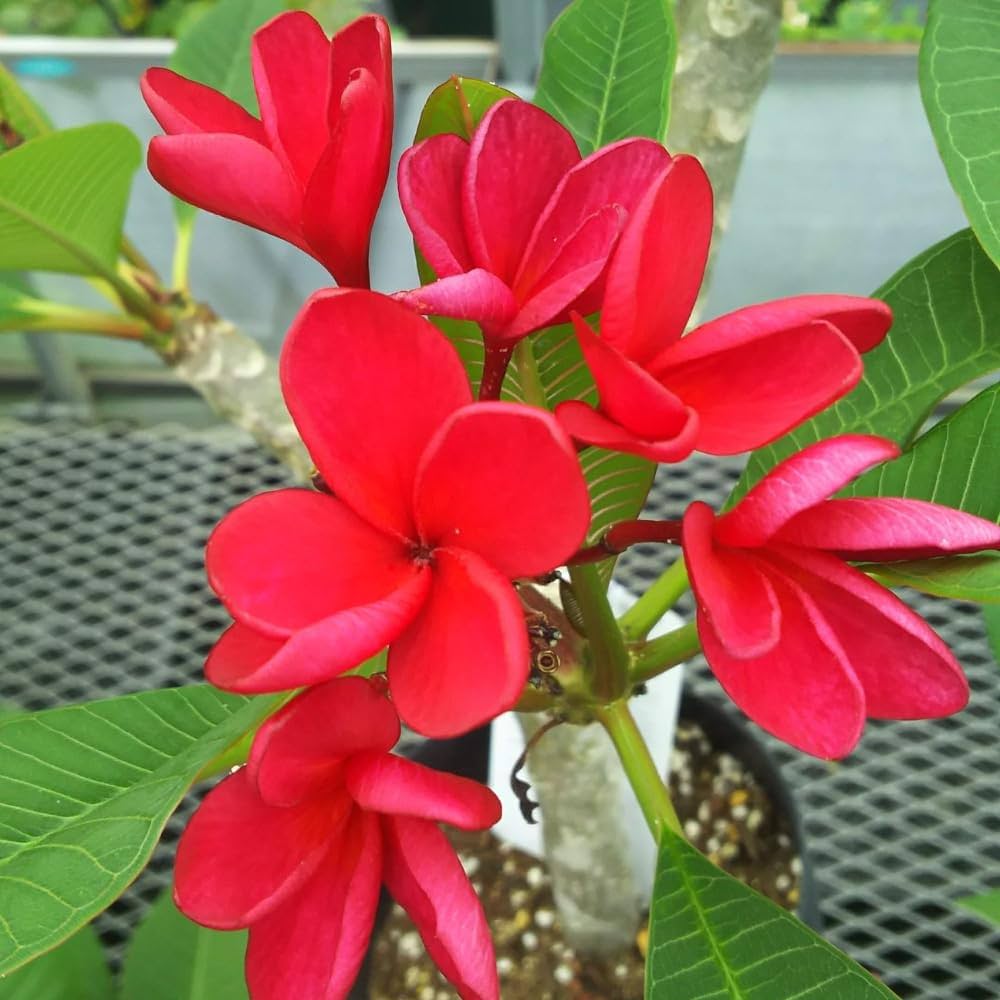 プルメリアRed Jamaica Amazon.co.jp: プルメリア レッドジャック 5号鉢 ☆スタンダード