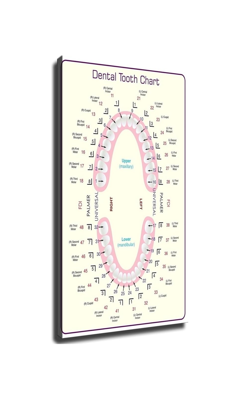 PKNVKZIDK System Tooth Number Chart Poster Oral Anatomy Health Wall-Art Decor For Clinic Waiting Room Framed,08x12inch(20x30cm)