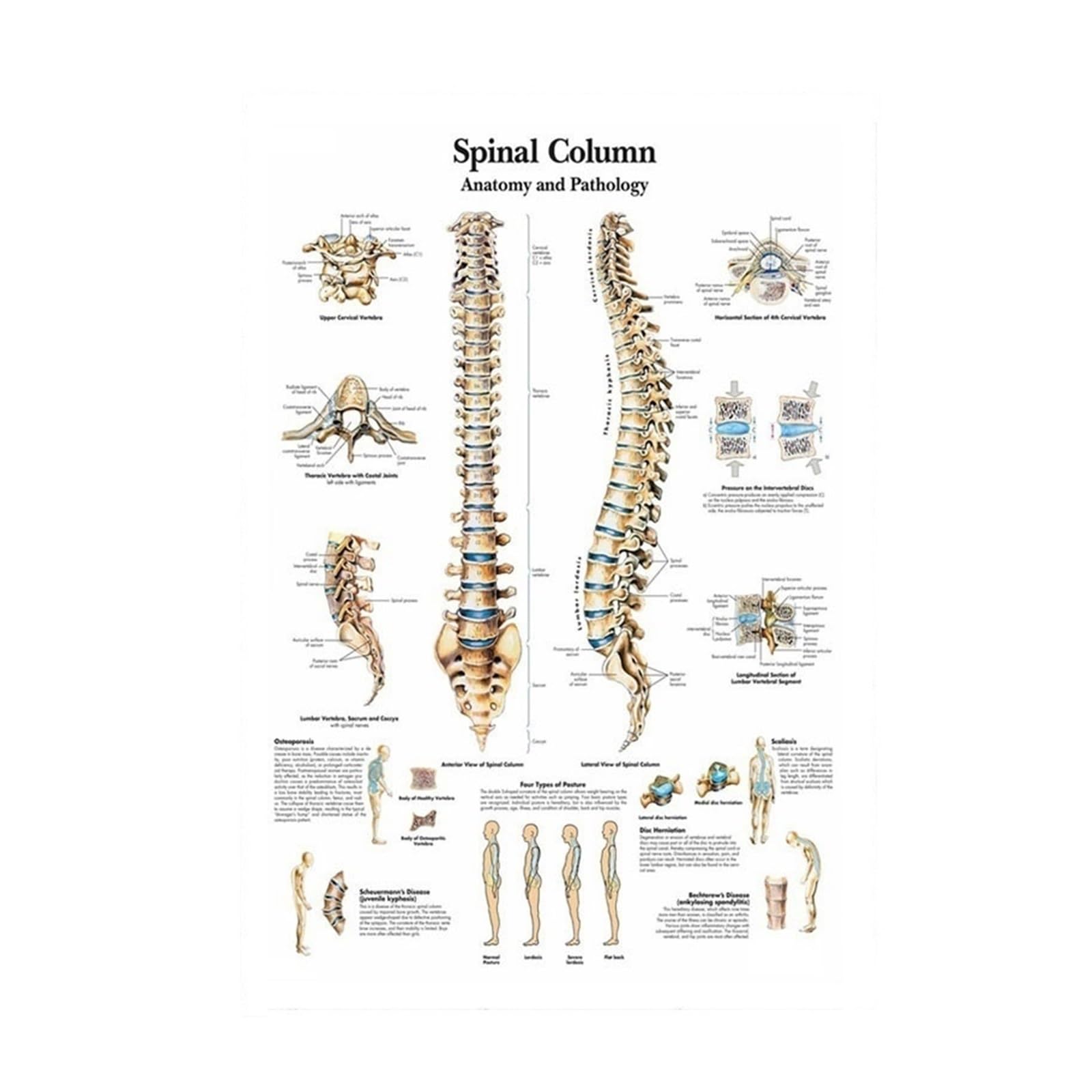Wykres anatomiczny anatomia ludzkiego ciała medyczny plakat artystyczny obraz na płótnie ścienny do plakatów i druków dekoracyjnych domu(0003,14x21 inch Unframed)