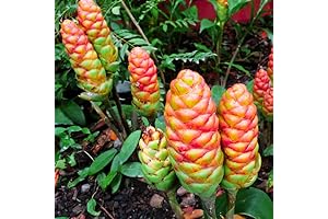 Fresh Ginger Rhizomes: Awaken Your Hair with 5 Shampoo Ginger Roots