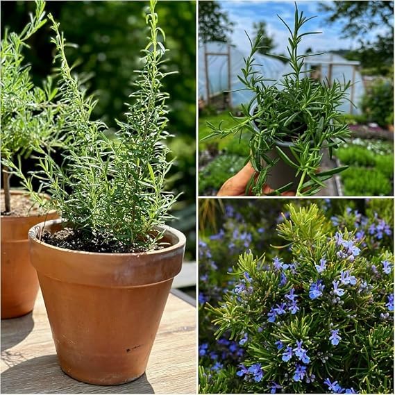 Renuka Nursery Rosemary Live Plant seeds (pack of 50) | Fragrant