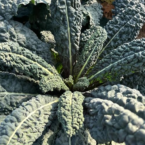 semillas col kale silvestres resistentes para jardines de rocas decorativas de invierno balcón invernadero perennes resistentes 20pcs