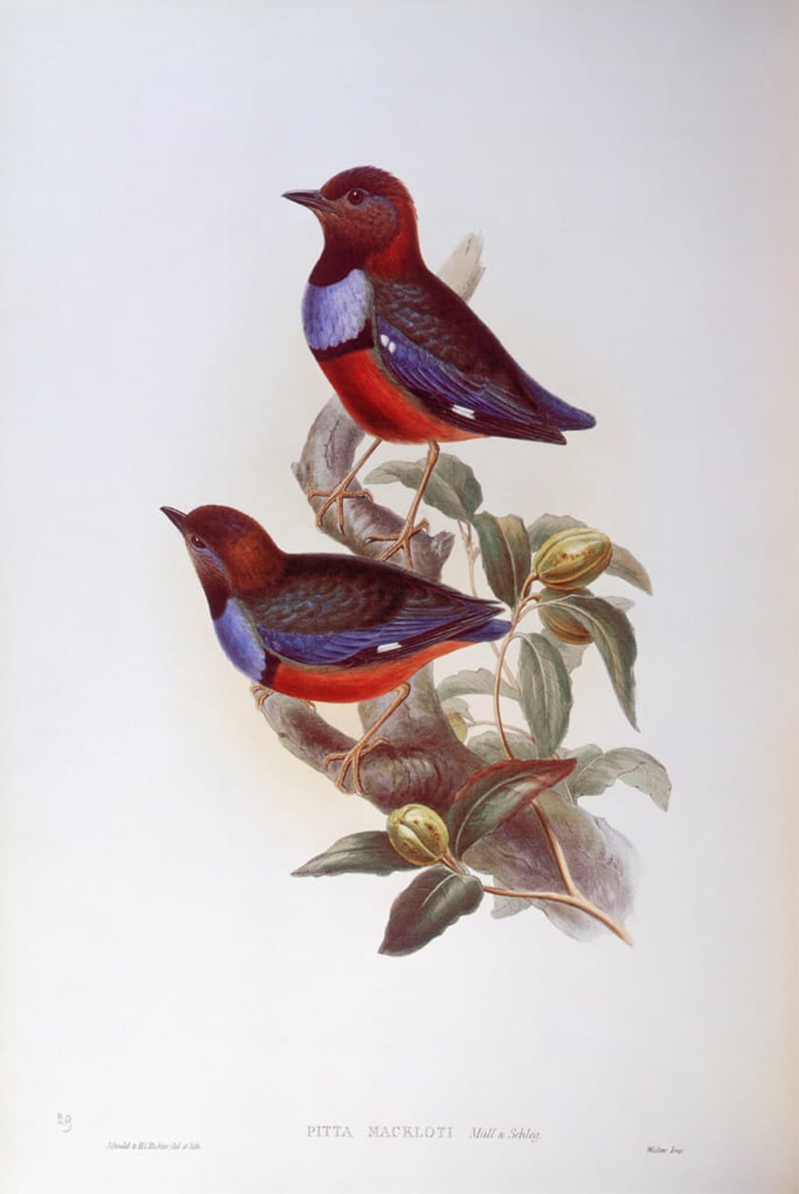 SERENDIPITP Vintage Wall Art Canvas Nordic Poster Canvas Print Picture Animal Bird Red bellied Pitta Engraving by John Gould Wall Art Poster for Home Decor 60x90cm