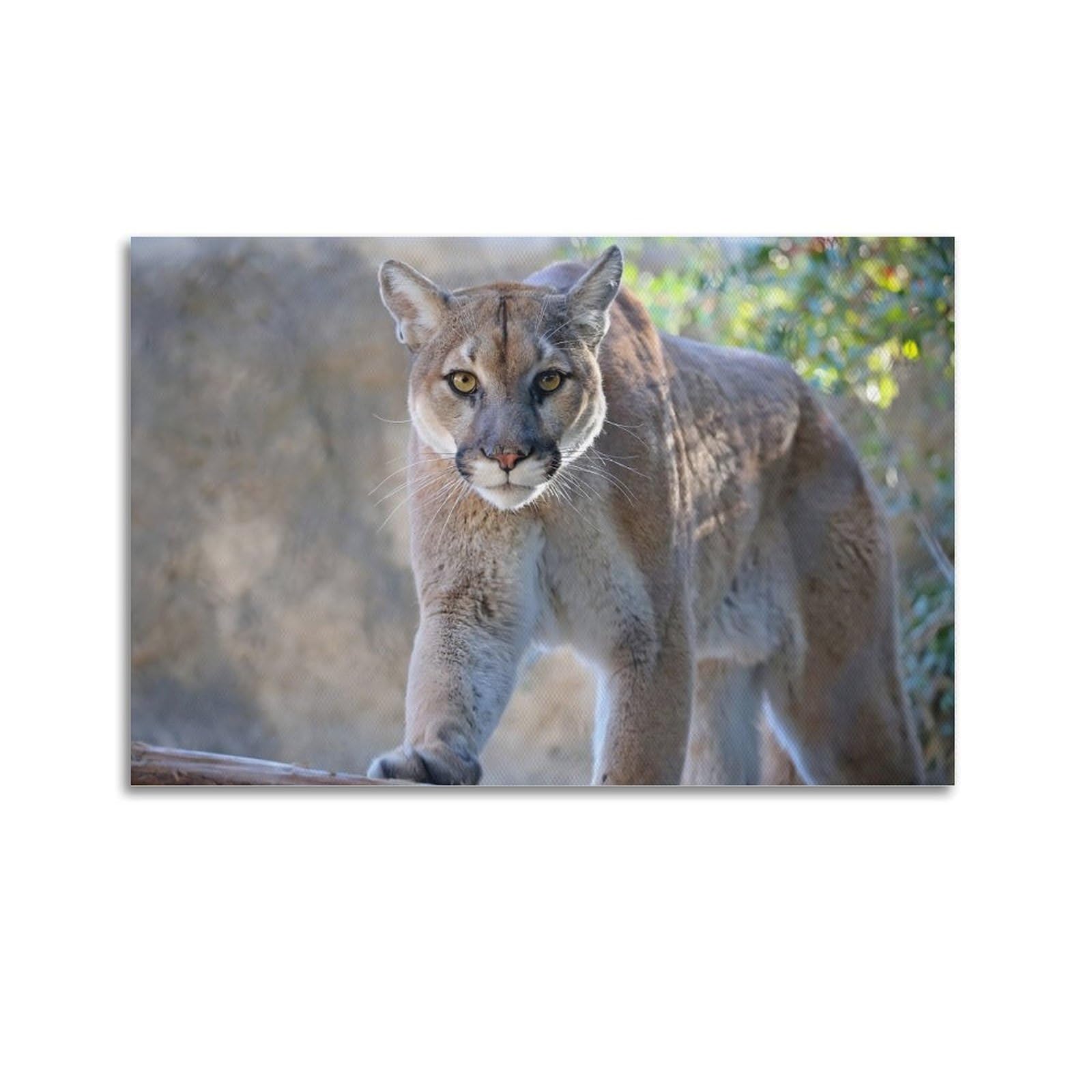 Xkuga Boys Unframe-Style Beast Feline Poster Wildlife Vintage Cougar Mountain Lion Modern Decorative Canvas Prints - Ideal Wall Art For Family, Man Cave, Game Room, & Girls Bedroom 20X30inch(50X75cm)