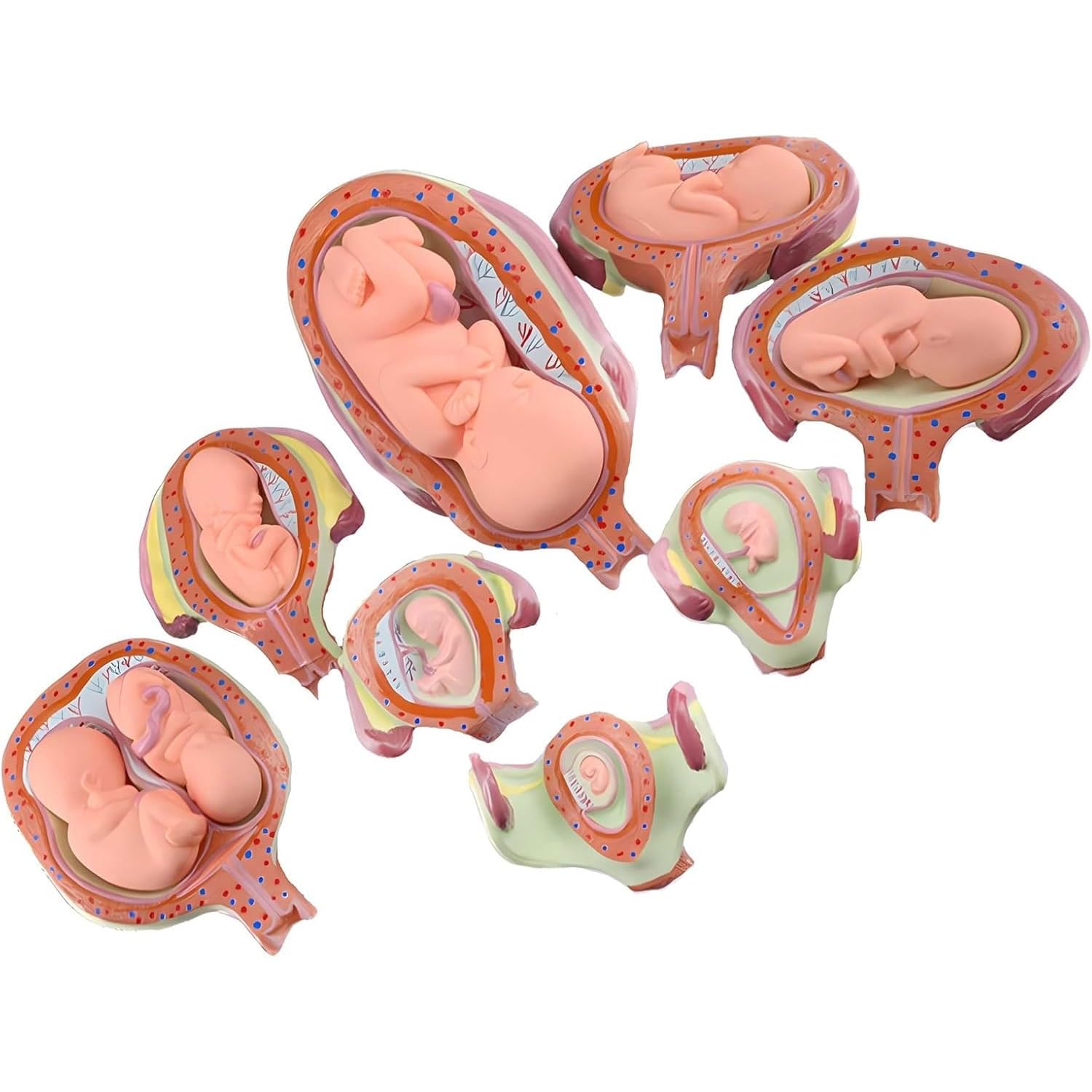 8 Stück menschliche Embryo/Fetus-Entwicklungsmodell, Stadien der Schwangerschaft in der Gebärmutter mit abnehmbaren Teilen, Schwangerschafts-Becken-Anatomie-Modell für Ärzte, Krankenschwestern