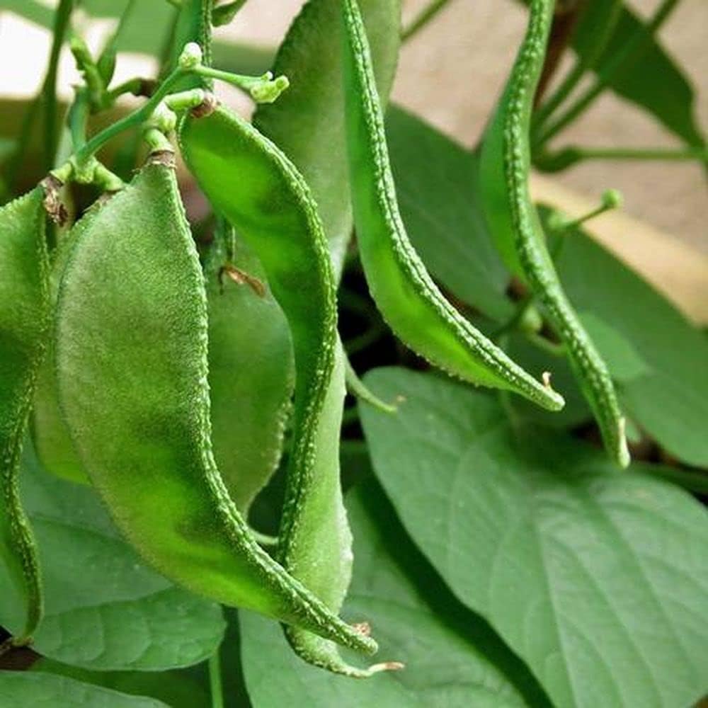 Broccoli Seeds - Grow Your Own! -5