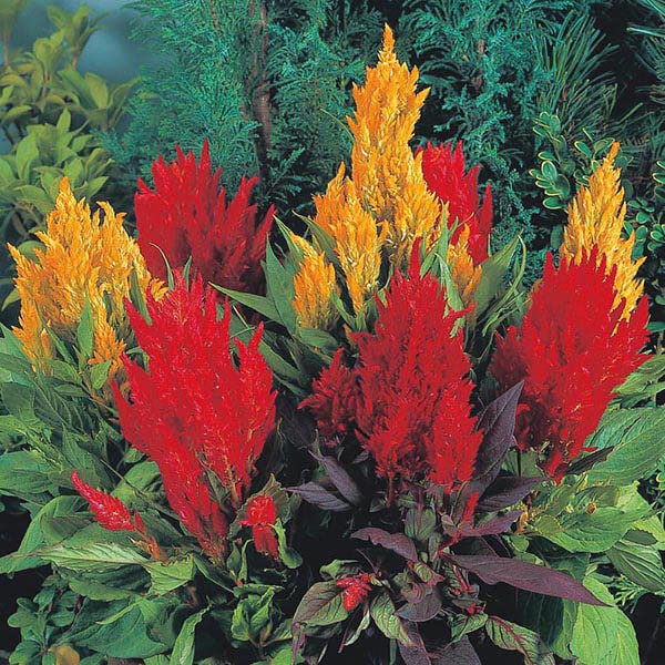 Royal Paradise Garden Rare Hybrid Celosia " Eternal Flames " Exotic 100