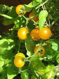 PREMIER SEEDS DIRECT Tomato Yellow Cherry - Gold Nugget - 50 Seeds