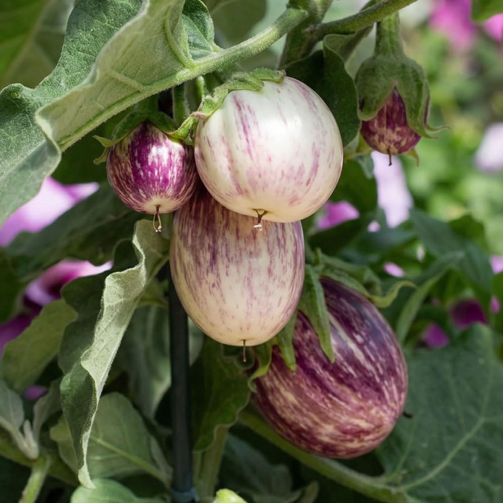 Aubergine Moneymaker F1 Seeds – Extra Early Fruiting Eggplant, Heavy Cropping, Glossy Black Fruits – Ideal for Greenhouse or Patio – for Your Kitchen Garden