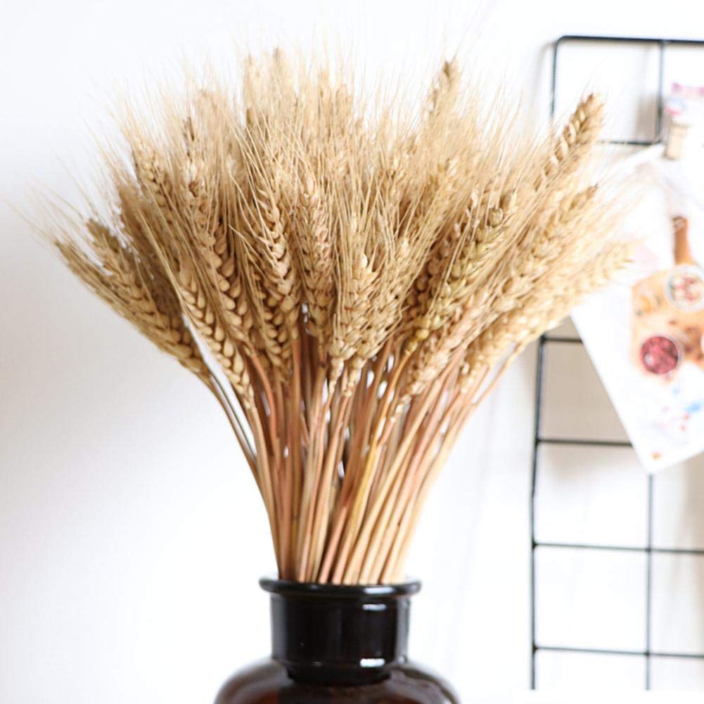 Luckystar4you 100pcs Dry Grass Bouquet Artificial Flowers, Large Natural Dried Primary Colors Real Wheat Bouquet Decoration for Wedding, Natural Blond Triticum Wheat, Large Wheat Dried Flowers