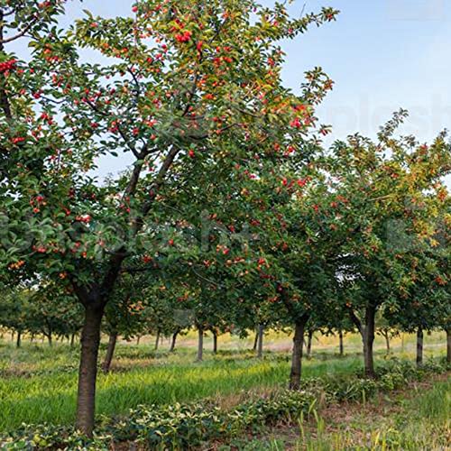 Fruit Seeds For Planting Dwarf Cherry Tree Seeds 10 Pcs Non-Gmo Organic Prunus Cerasus Seeds Fresh Tropical Indoor Outdoor Prunus Fruticose Seed Gardening Gifts #TOP1