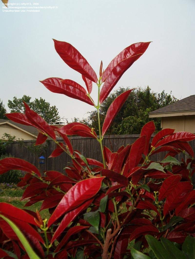 Creative Farmer Live House Plant Chinese Croton Buta Container Shrub Kitchen Garden Plant(1 Healthy Live Plant)