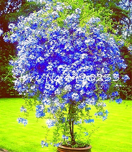 100 Pz Plumbago Auriculata Esotico Perenne Fiori Giardino di Casa Decor Flora Ceratostigma Plumbaginoides : Mix