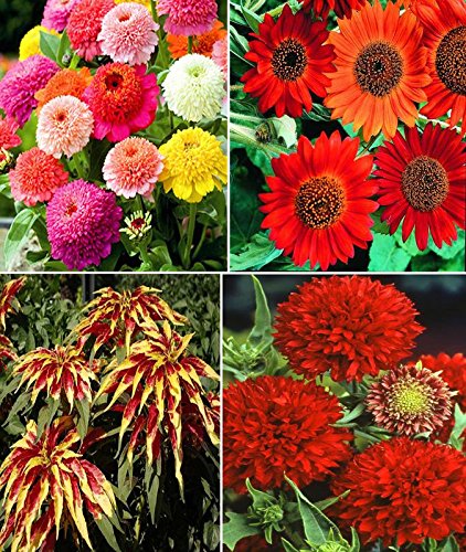 Zinnia Scabiosa Mixed, Sunflower Earthwalker, Amaranthus and Gaillardia Double Red Flower Seeds (AVG 200-250 Pack Of Seeds 50 x 4 Per Packet + (GET 1 PKTS OF VEGETABLES SEEDS FREE)-image-15