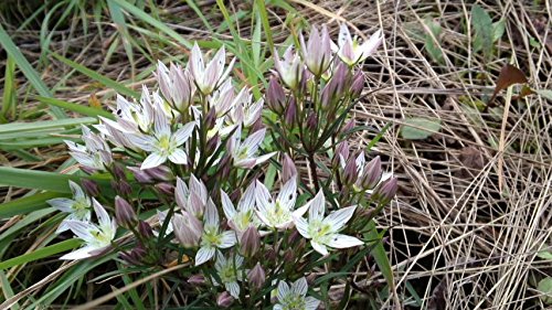山野草センブリ花付き10本 センブリ | 山科植物資料館