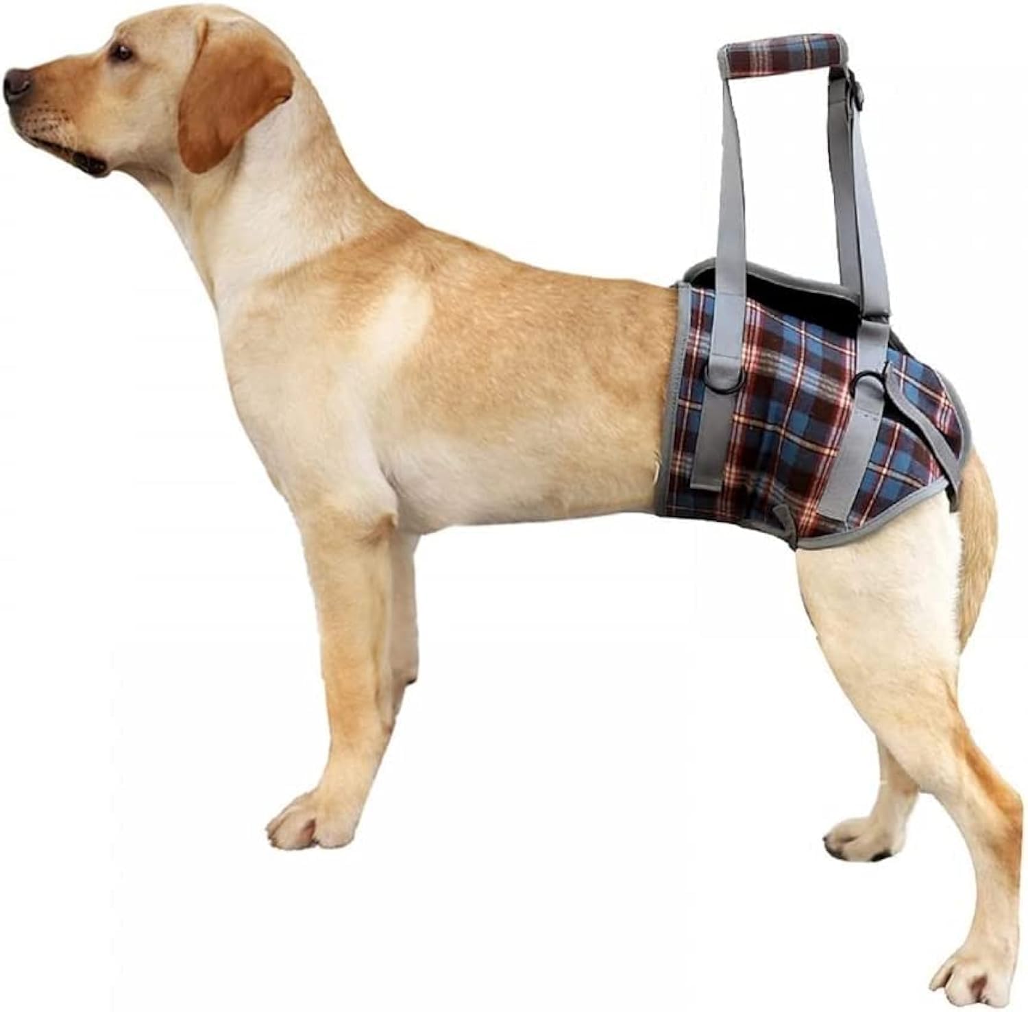 Entry and carrying aid for dogs especially for hip problems for injured elderly or restricted dogs (L), Orange