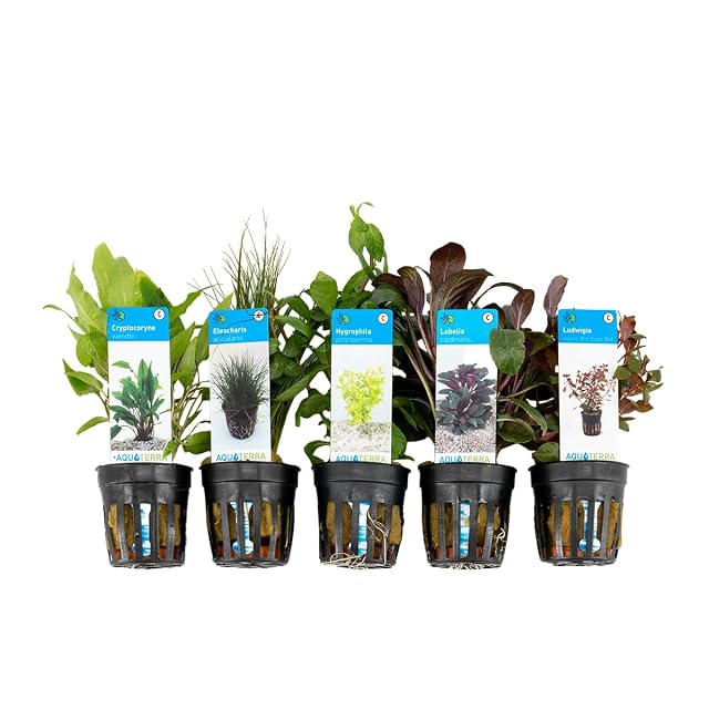 Bloomique - Mix de 5 - Plantas de acuario - Agua dulce - Purificadoras - Oxigenadoras