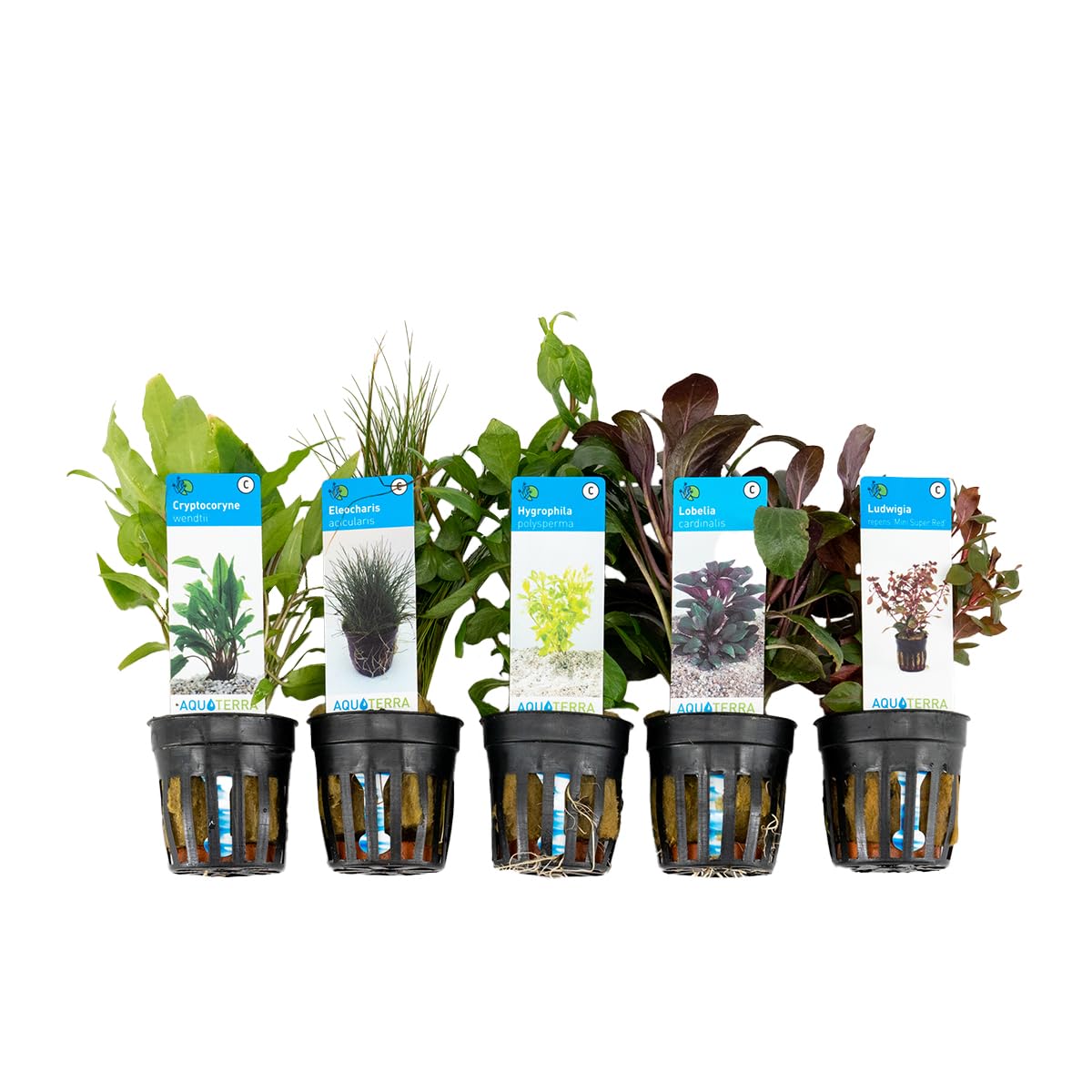 Bloomique - Set de 5 - Plantes d'aquarium véritables - Plantes aquatiques - Purifiantes - Oxygène - Ludwigia, Laîche aiguillon, Amie de l'eau, Lobélie, Cryptocoryne - Hauteur 15-20 cm