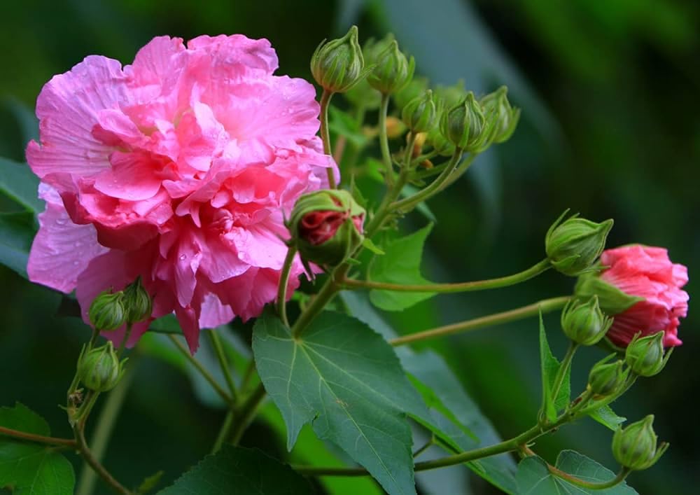 GREEN HORIZON Live Confederate Rose/Land Lotus/Hibiscus mutabilis/Dixie rosemallow/Cotton rose/Cotton Rosemallow/Sthal Kamal/Sthal Paddo Flower plant 001, Pack of 1