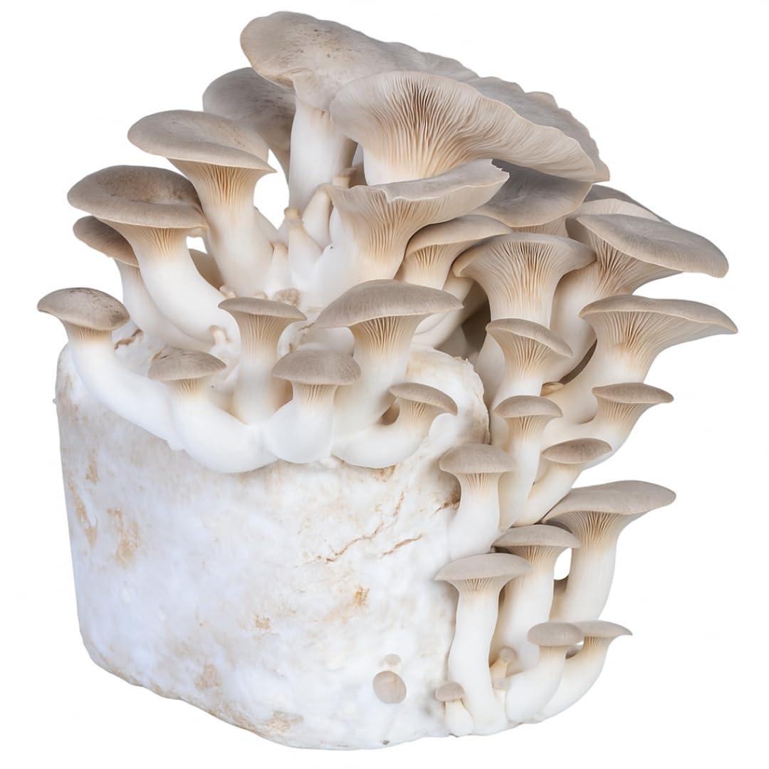 Hawlik Pilzbrut- XXL set de cultivo de setas a base de hierbas orgánicas para el cultivo de su propio (lat. Pleurotus eryngii) - crecer sus propias setas orgánicas