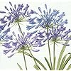 Caspari Agapanthus Papier Luncheon servetten, 20 stuks