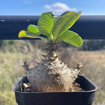 極上！ 実生 パキポディウム ウィンゾリー Amazon.co.jp: パキポディウム ウィンゾリー 実生 極太 アームタイプ