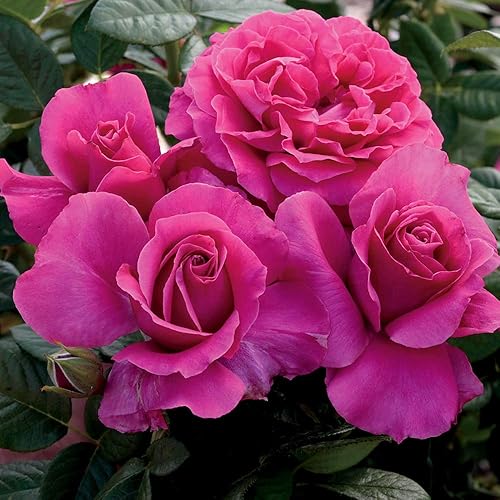 Miniatura 5 de Heirloom Roses Planta de rosas - Pretty Lady Rose™ Rosa rosada, planta viva de té híbrido para plantar al aire libre