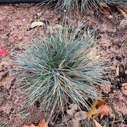 Semillas resistentes de pasto festuca azul: césped ornamental decorativo plantas resistentes en macetas Plantas para exterior resistentes al invierno decoración de otoño Plantas de 350pcs