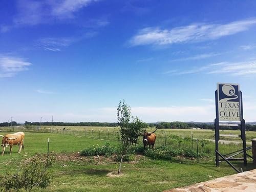 Miniatura 9 de Sola Stella Aceite de oliva extra virgen  Aceite de oliva gourmet prensado en frío  Único suave y mantecoso  Perfecto para cocinar hornear y