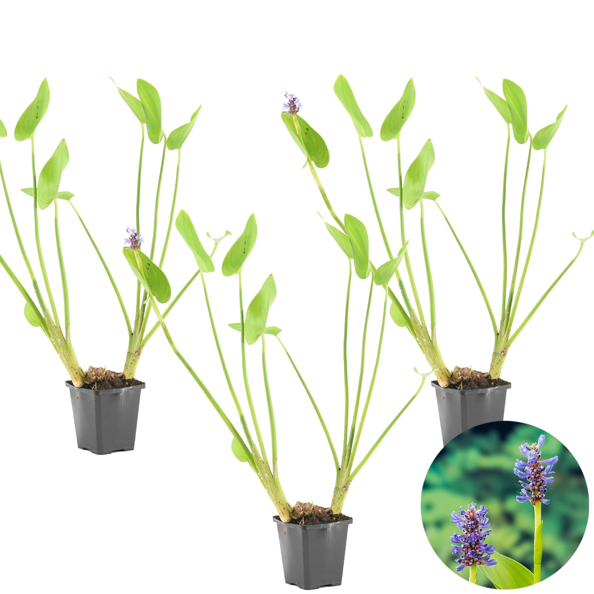 Bloomique - Set di 3 - Pontederia Cordata - Giacinto d’Acqua - Pianta Acquatica - Pianta da Stagno - Resistente al Freddo - Alte 10-20 cm - Vaso 9 cm
