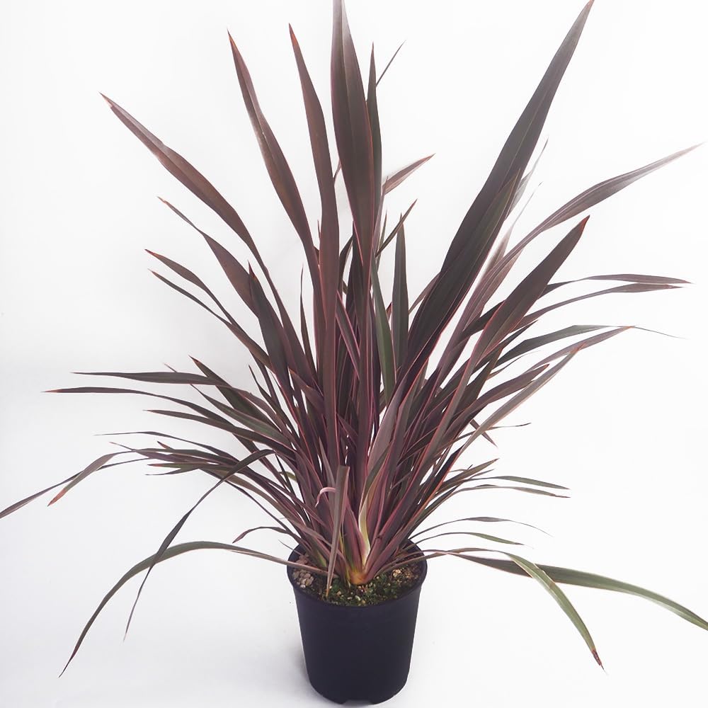 現品］15番 アスプレニウム コブラ 8号 観葉植物 室内 オオタニワタリ