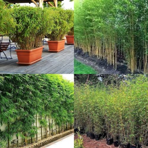 Image of Nutan Outdoor Bamboo Fencing Plant || 25 + plants || packet of 1 live