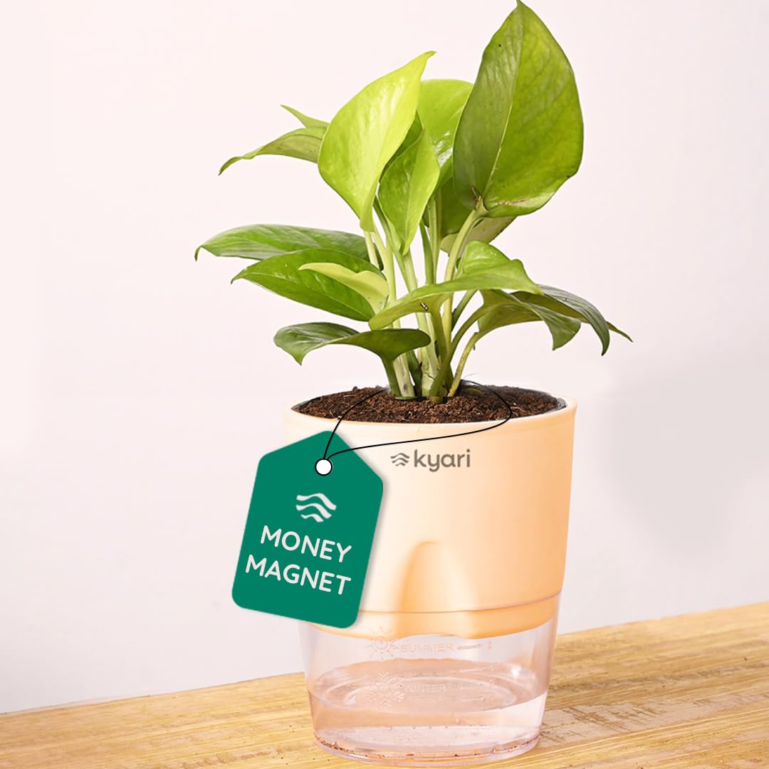 Golden Money Plant Indoor with Cream Self Watering Pot - Small 4 Inch