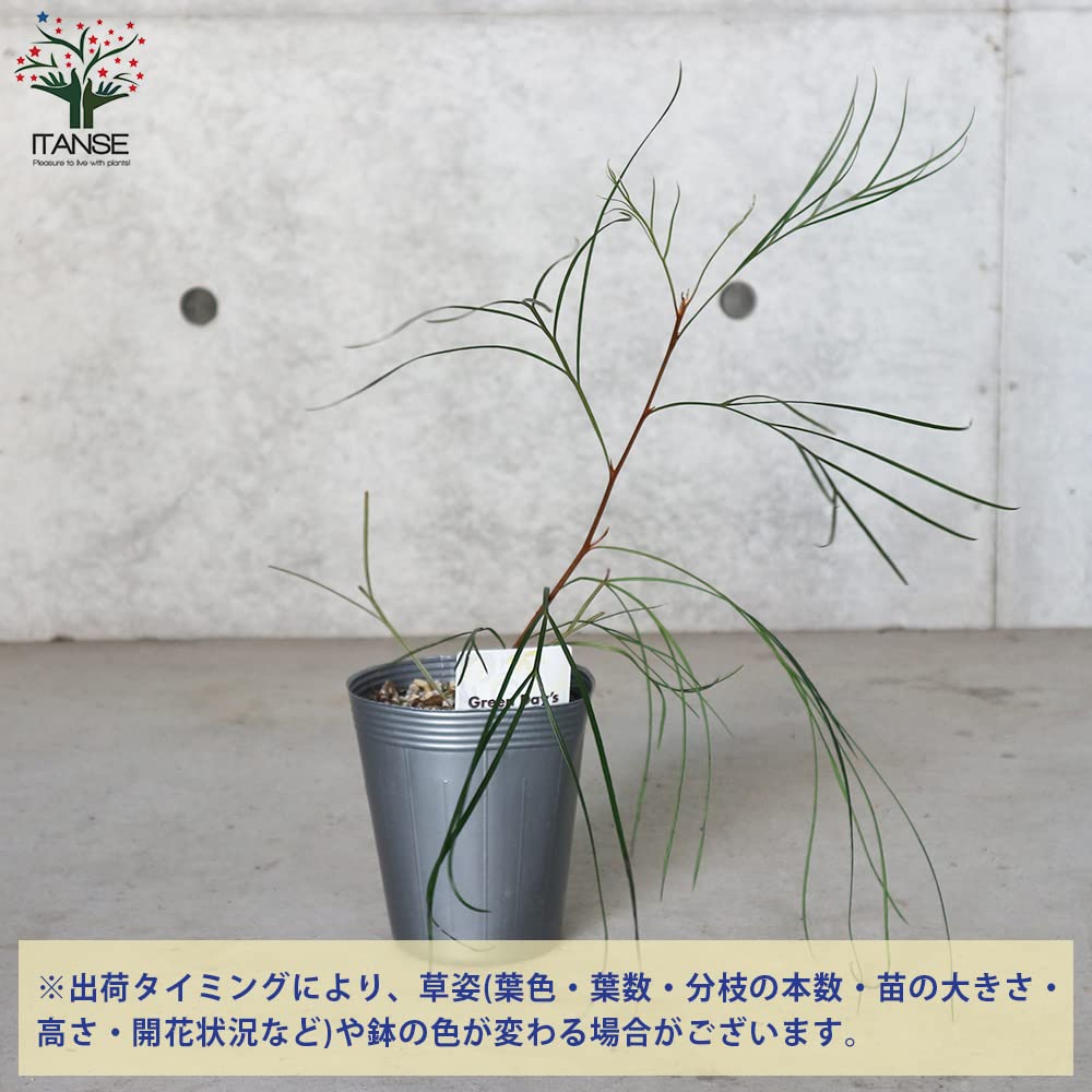 ボリューム苗　グレビレアロンギスティーラエレガンス　ポット鉢植え　苗　レア品種 楽天市場】グレビレア 【ロンギスティーラエレガンス】 4号