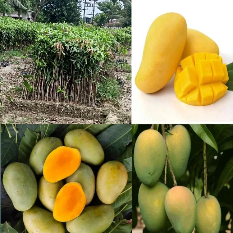 See full amazon price history chart for Eroanvia Live All Time Amrapali Mango Plant Grafted Outdoor Fruit&Fruits Tree Healthy Hybrid Live Plant For Home Garden Eroanvia Live All Time Amrapali Mango Plant Grafted Outdoor Fruit&Fruits Tree Healthy Hybrid Live Plant For Home Garden (B0BGLB89ZG) Amazon Price History, Amazon Price Tracker