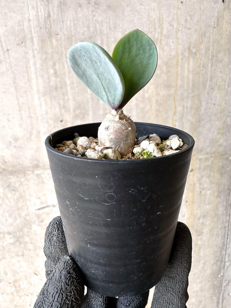 人気レア種！ オトンナ ウリンクリアナ 多肉植物 塊根植物 実生