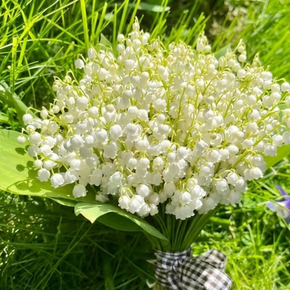 10 Lily of The Valley Rhizomes