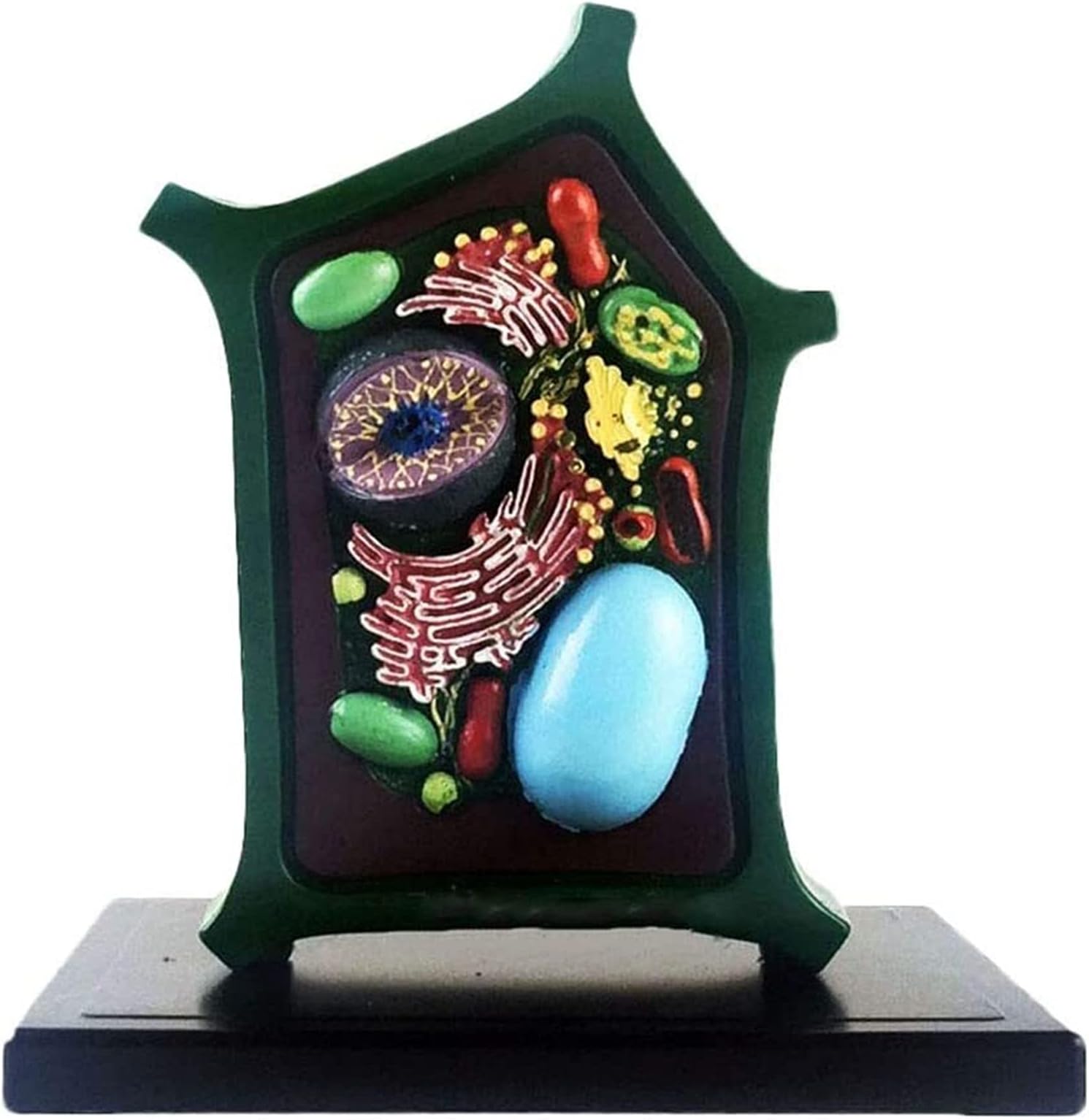 Study Model Plant Cell Model Anatomical Plant Microscopic Specimens Magnified Cell Structure Anatomy Model