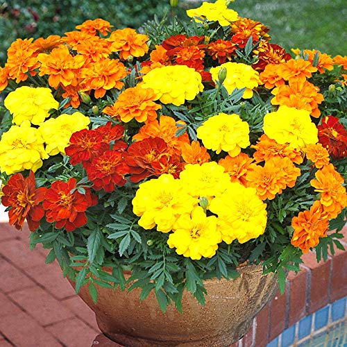 Image of Kraft Seeds Gate Garden Amaryllis Lily Flower Bulbs (Multicolour, Pack of 11) & French Marigold Flower Ks Spl Mix GMO-Free Seeds