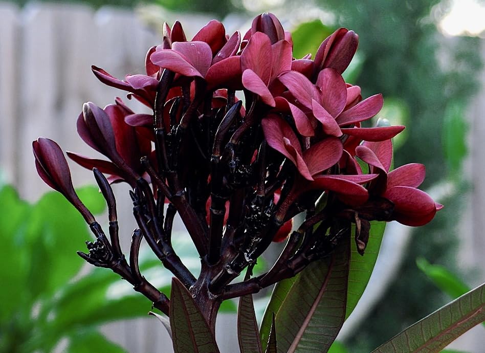 Green Horizon Plumeria Rubra, Champa, Champak, Chapa, Golok chapa, Frangipani,Pagoda tree, Temple Jasmine Flower Plant 004 ORIGINAL CUTTINGS pack of 1 (B0C7LLT5LP) Amazon Price History, Amazon Price Tracker