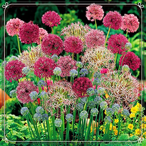 Allium Zwiebel Kaufen