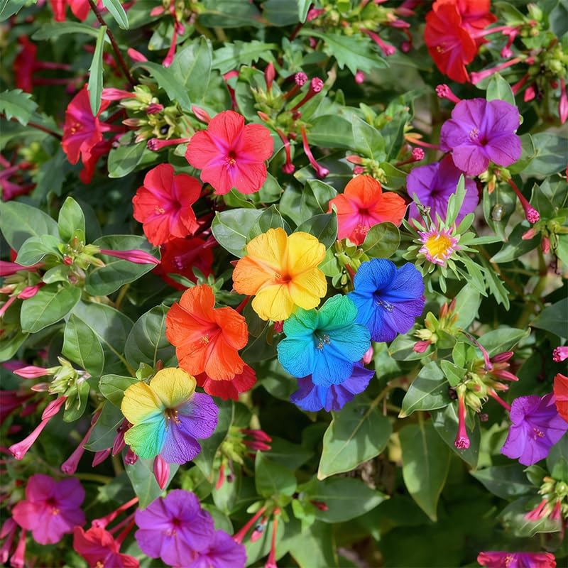 80+ Four Oclock Flower Seeds for Planting - Mix Color Mirabilis Jalapa Flower Seeds Tropical Ornaments