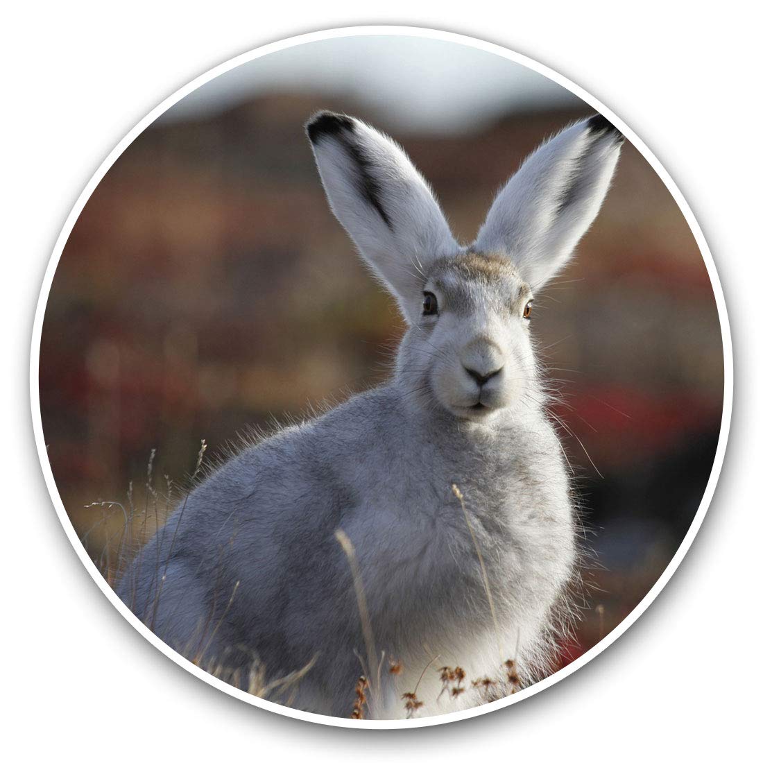 Destination Vinyl Ltd Grey Arctic Hare Rabbit 15659 Vinyl Stickers (Set Of 2) 7.5Cm - Grey Arctic Hare Rabbit #15659
