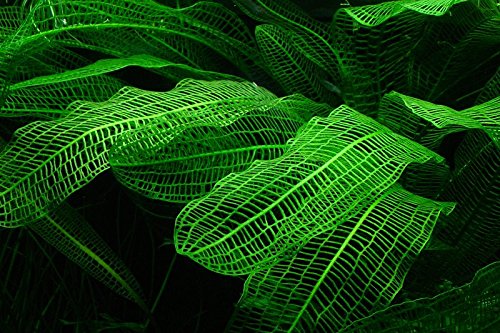 Aponogeton Madagascarensis - submerged - Aquarium 30 Strands