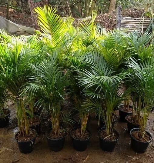 Natural Areca Palm Plant for Home Décor Easy Care Indoor Green Plant-image-37
